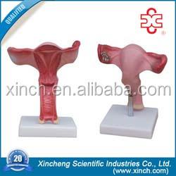 China PVC uterus mannequin for anatomy study for sale