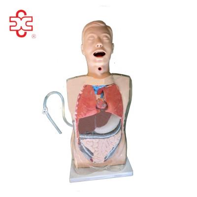 China Gastric Lavage Simulator Medical Transparent Model Model Kids Scientific Anatomical Half Torso For Nurse And Medical School For Training for sale