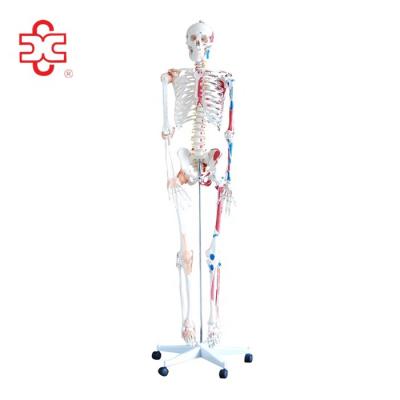 China 180cm Medical Skeleton with Muscles and Ligaments Human Skeleton Anatomy Model for sale