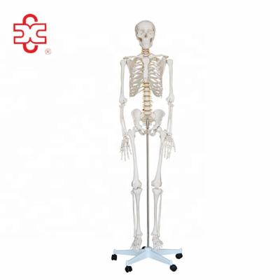 China PVC Life Size 180cm Human Skeleton Anatomical Model for sale