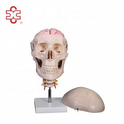 China PVC Plastic Human Skull With Cervical Spine Human Brain Models for sale