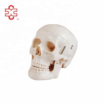 China Human Anatomy Skull Model For Hospital And Teaching Lab for sale