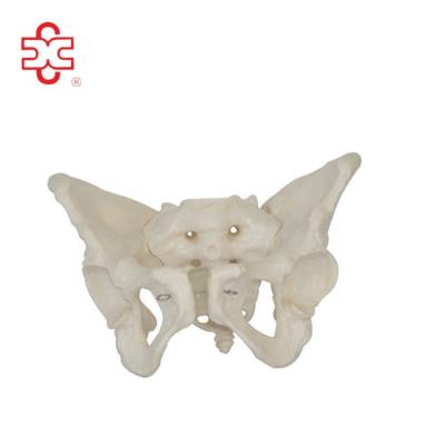 China XC-124 Xincheng Education Scientific Female Pelvis Anatomical Model for sale