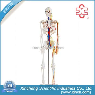 China PVC XC-102B Xincheng Scientific Human Skeleton with Organs for sale