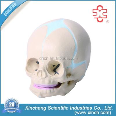 China Infant school skull model, baby skull model for sale