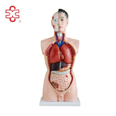 China Teacher At 85cm Male Human Body Anatomy Model With 19 Parts for sale