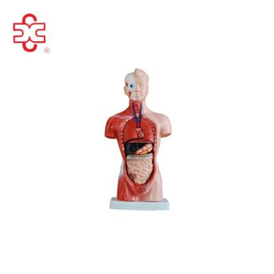 China Medical 26 Cm Human Organs Model With 15 Parts For School Supplies for sale