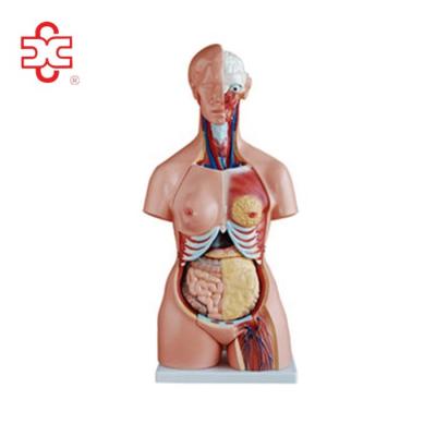 China 85CM Tri Sex Medical Torso for sale