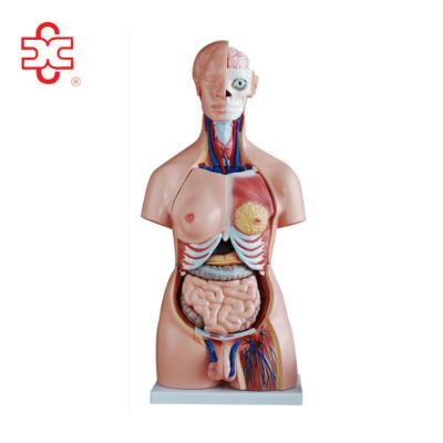 China School/hospital unisex human torso model 85cm, human anatomical model with 40 parts for sale