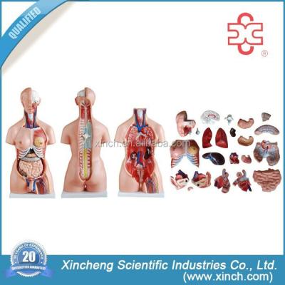 China Unisex Anatomy Model PVC 85CM 23 Human Body Parts for sale