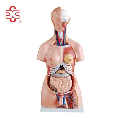 China 85cm Human Body Anatomy Model For Medical And School MEDICAL Teaching for sale