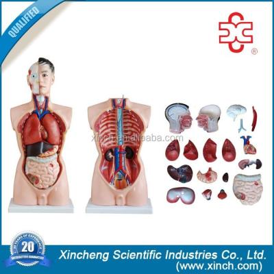 China Teaching Life Size Male Torso Model 19 Parts From Shanghai Anatomical Models Manufacturer for sale