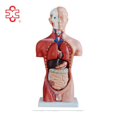 China Medical 42CM, 13PARTS, HUMAN ANATOMY MALE TORSO for sale