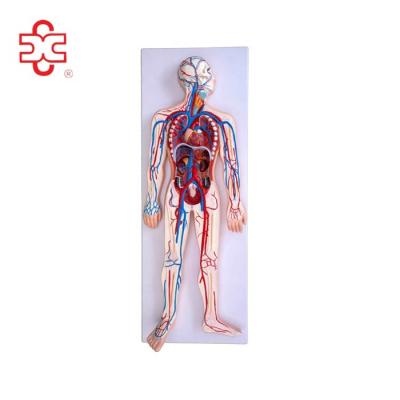 China Nervous circulatory system school and blood human model for school and exhibition use for children and students and nursing medical school for sale