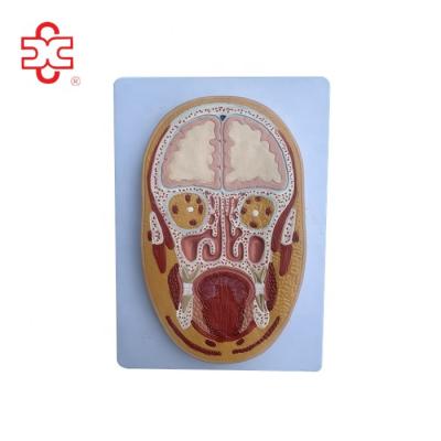 China MEDICAL frontal section of head and brain anatomy model for educating kids and children or for nursing medical school with plastic for sale