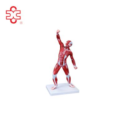 China MALE HUMAN MUSCLE ANATOMY MODEL 50CM medical for sale