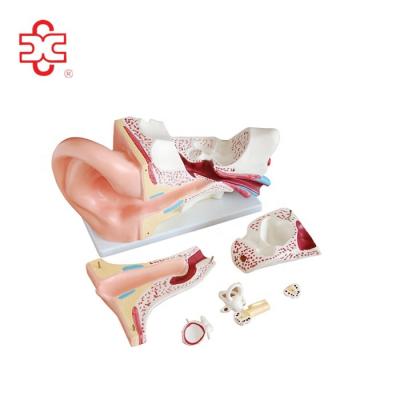 China School/Hospital Human Ear Model For Educational Teaching for sale