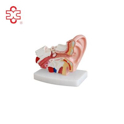 China PVC Display Ear Desktop Model for sale