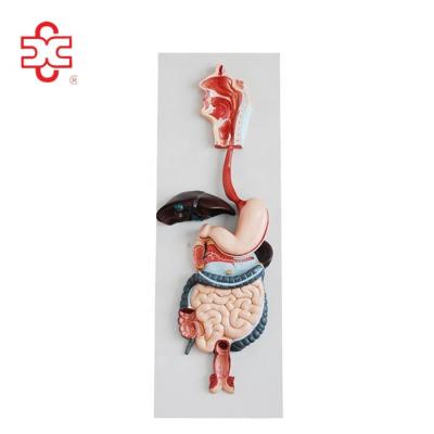 China School Digestive System Anatomy Human Digestive Model for sale