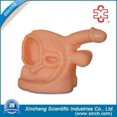 China PVC Medical Plastic Male Genitals for sale