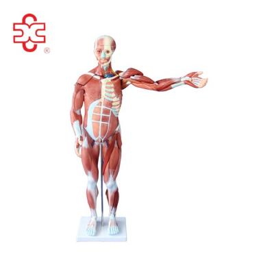 China Medical Plastic 80cm Tall Human Male With Organ Inside Muscle Model for sale