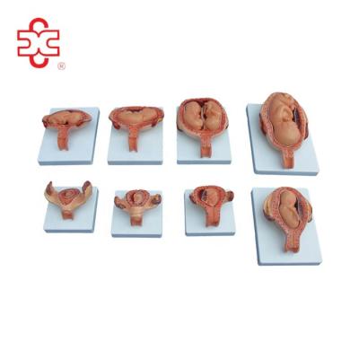 China Teaching tool (half size) the development process for pregnant baby fetus model for sale