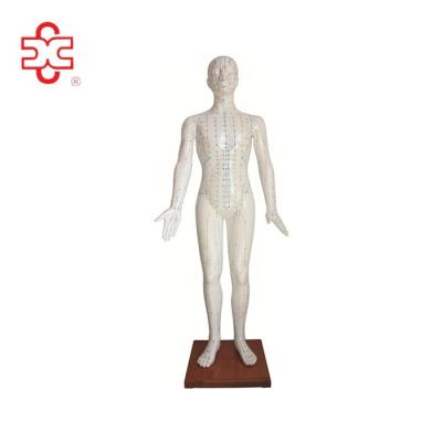 China Acupuncture Needle Point Medical Human Model for sale