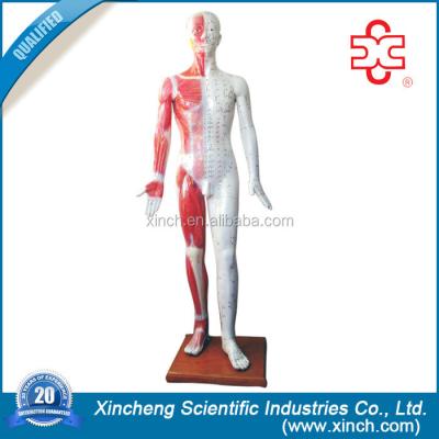 China Deluxe Acupuncture Teaching Model 178cm for sale