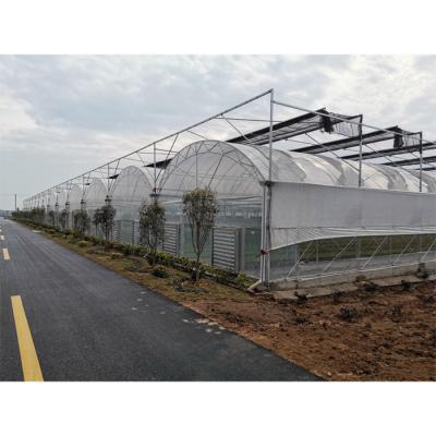 China Plastic Film Greenhouse Sheet For Agricultural Tomatoes Price for sale