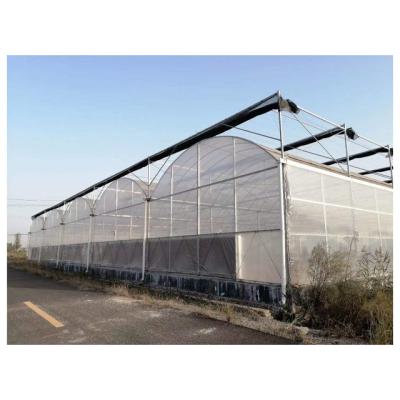 China Agricultural Film Tomato Greenhouses Plastic Film Multi-span Greenhouse for sale