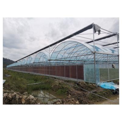 China Easy Film Installation Agriculture Polytunnel Greenhouse For Sale for sale