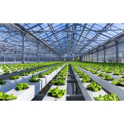 China Will Sent With Greenhouse Grow Display Racks Hydroponics Greenhouse Price for sale