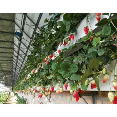 China Film Vertical Grow Rack And Vegetable Ebb And Flow Bench Greenhouse for sale