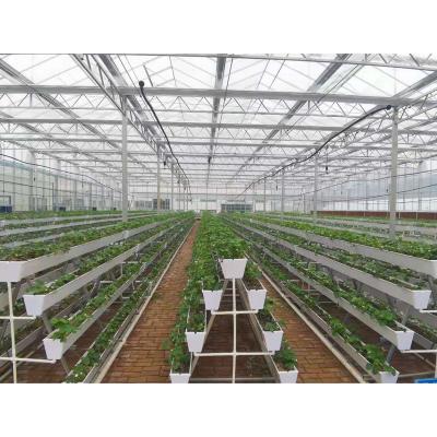 China High quality film vegetable grow racks greenhouses for sale for sale