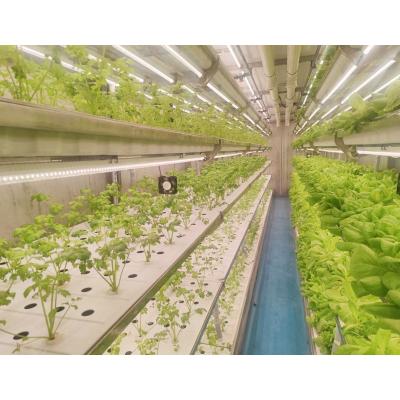 China Film Container Greenhouse Container Farm Tomato System Hydroponic Greenhouse for sale