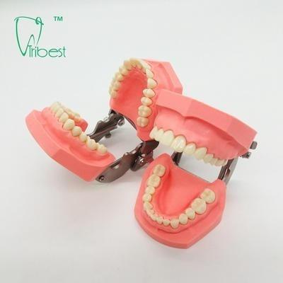 Cina I denti dentari di plastica di spazzolatura variopinti modellano Removable in vendita