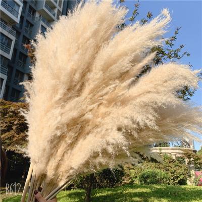 China Wedding Decoration F-1593 Factory Discount Wedding Decoration 90CM Brown Large Size Natural Dry Flowers Dried Pampas Grass for sale