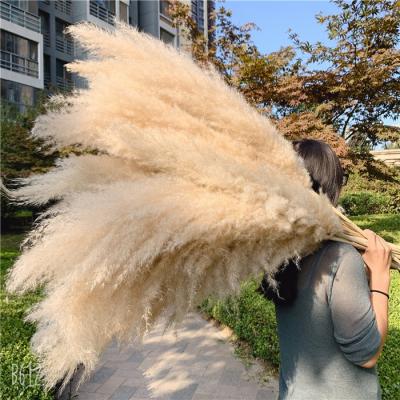 China F-1241 F-1241 Pink White Dried Feathery Stipe Natural Dry Decorative Pampas Grass for sale