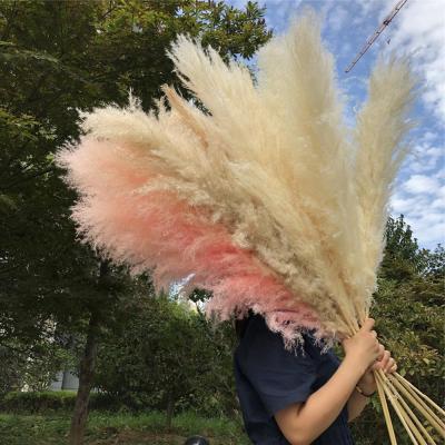 China F-1342 wholesale hottest natural dry pampas grass wedding decoration feathery stipe pink white for sale