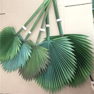 China Wedding Hot Cheap Artificial Palm Leaves Palma Tree Leaves Palm Leaf Decoration F-3306 Amazon for sale