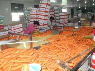 Verified China supplier - Shouguang Bilong Vegetable Fruit Co., Ltd.