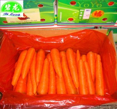 China CHINA 2022 fresh carrot making fresh with GAP for sale