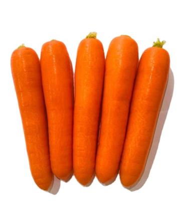 China 2021 Fresh New Crop Chinese Fresh Carrot (Xiamen, Shandong, Hebei, Mogolisa) for sale