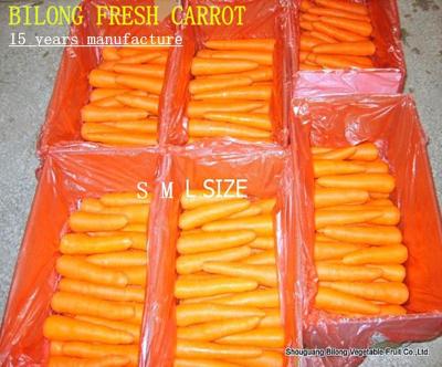 China 2019 Fresh New Season Chinese Fresh Carrot Supplying The World All Year Round for sale