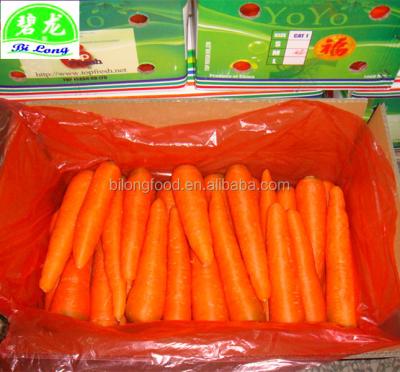 China Chinese carrot fresh fresh hot sale new crop to Malaysia UAE OMAN THAILAND KOREA JAPAN CANADA Singapore for sale