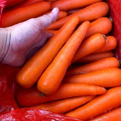 China Fresh Chinese fresh carrot S M L new 2L 3L Shandong culture Qingdao port for sale