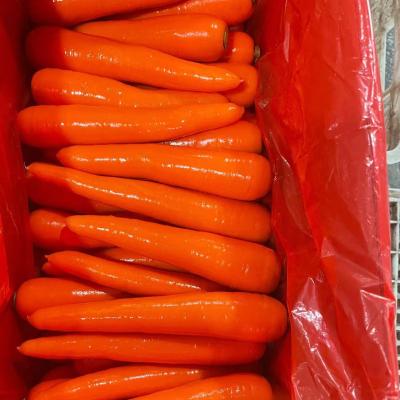 China S M fresh china fresh carrot in 4kg/4.5kg/8kg/9kg/10kg for sale