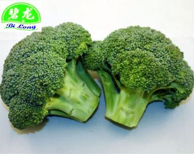 China 2022 (11-13cm) new season Shandong Hebei Xiamen fresh Chinese fresh broccoli (export standard) for sale