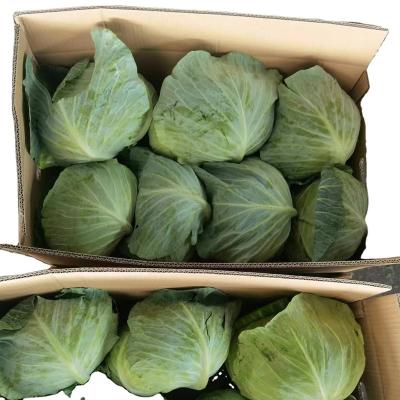 China 2022 Fresh Chinese Fresh Cabbage with GAP Certificate for sale