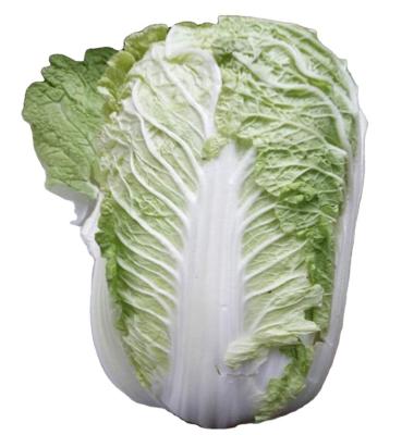 China GAP High Quality Wholesale Fresh Chinese White Cabbage Long Crop New Export To MALAYSIA CANADA UAE SINGAPORE for sale